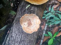 Polyporales