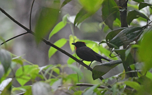 Sooty Ant Tanager (Driophlox gutturalis), photo 7