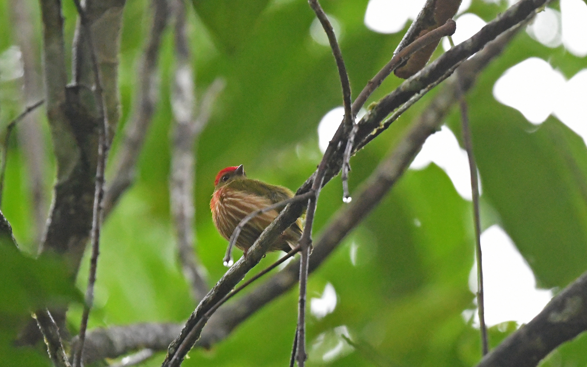 Striolated Manakin (Machaeropterus striolatus), photo 3