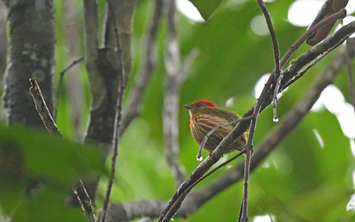 Striolated Manakin (Machaeropterus striolatus), photo 4