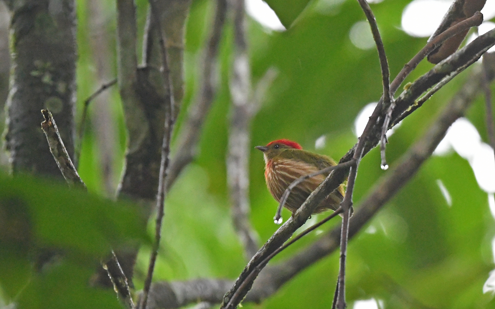 Striolated Manakin (Machaeropterus striolatus), photo 4