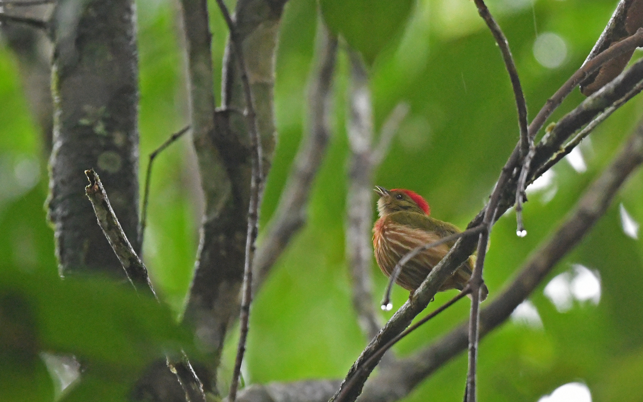 Striolated Manakin (Machaeropterus striolatus), photo 5