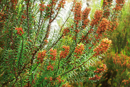 Island Besom Heath