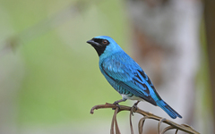Swallow Tanager photo 3