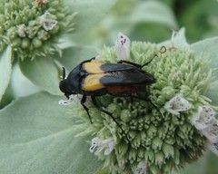 Macrosiagon flavipennis