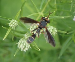 Physocephala sagittaria