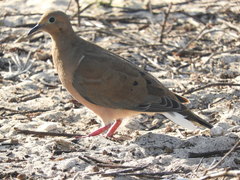 Zenaida macroura clarionensis