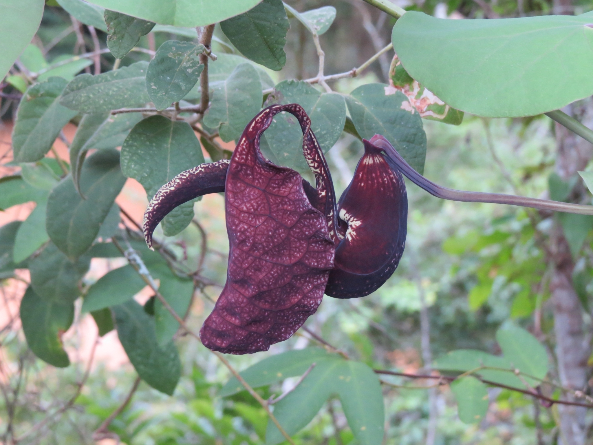 Aristolochia galeata