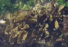 Sargassum sinclairii