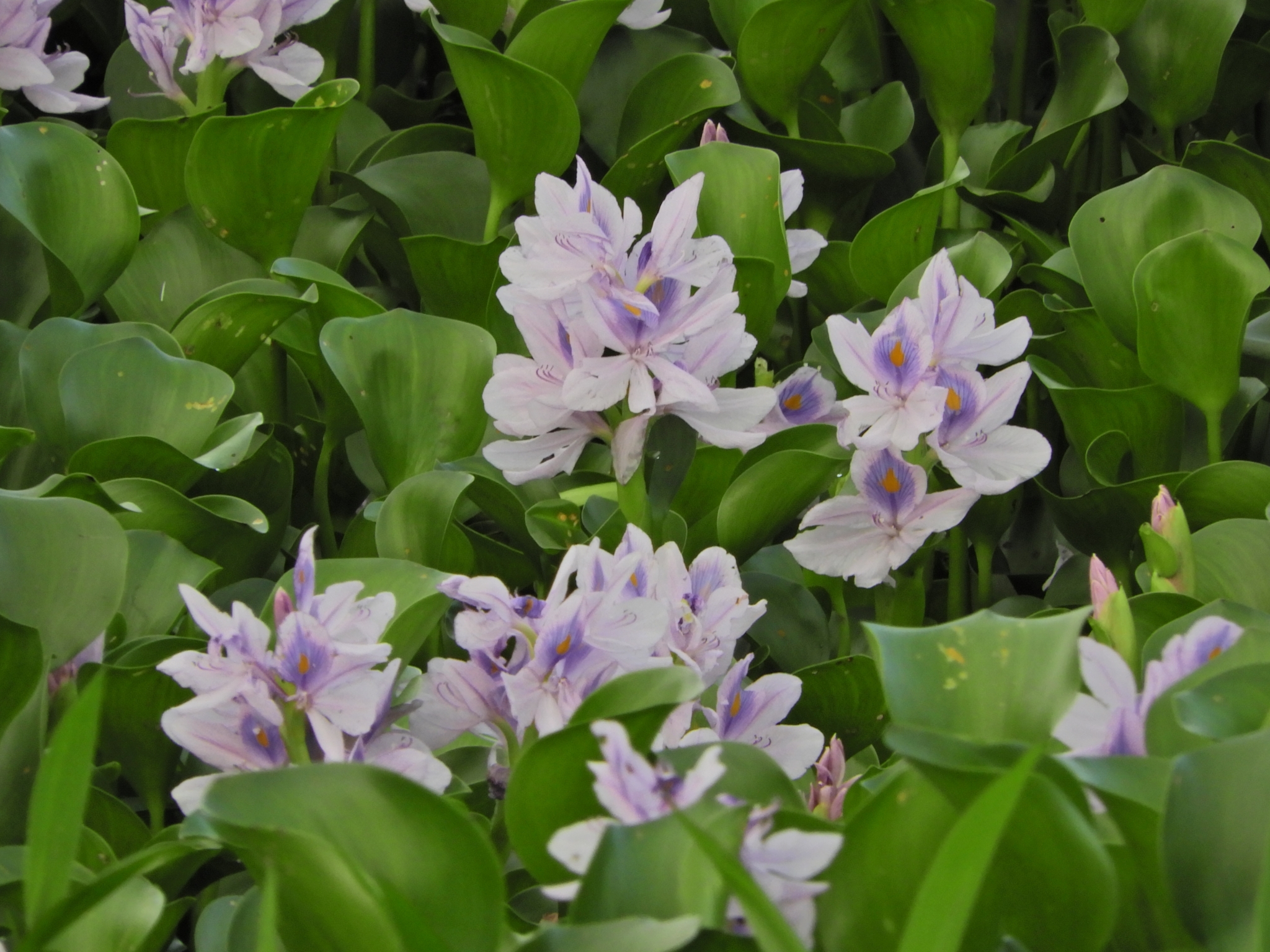 Pontederia crassipes