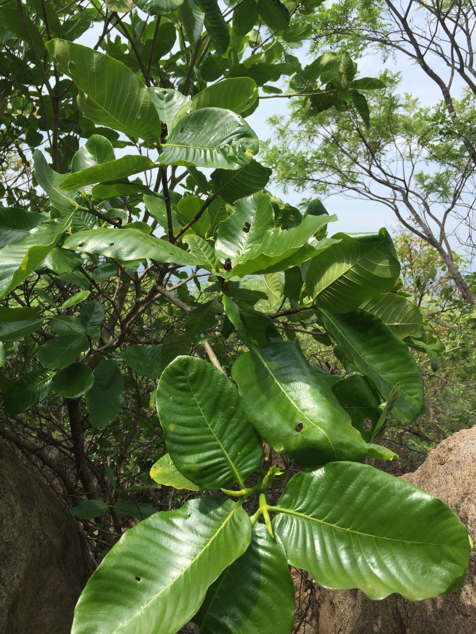 Gardenia gummifera L.f.