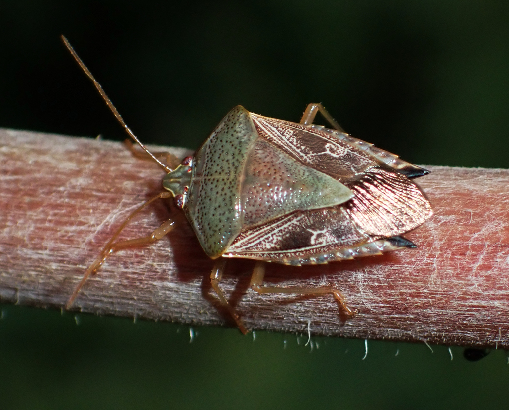 Edessa affinis