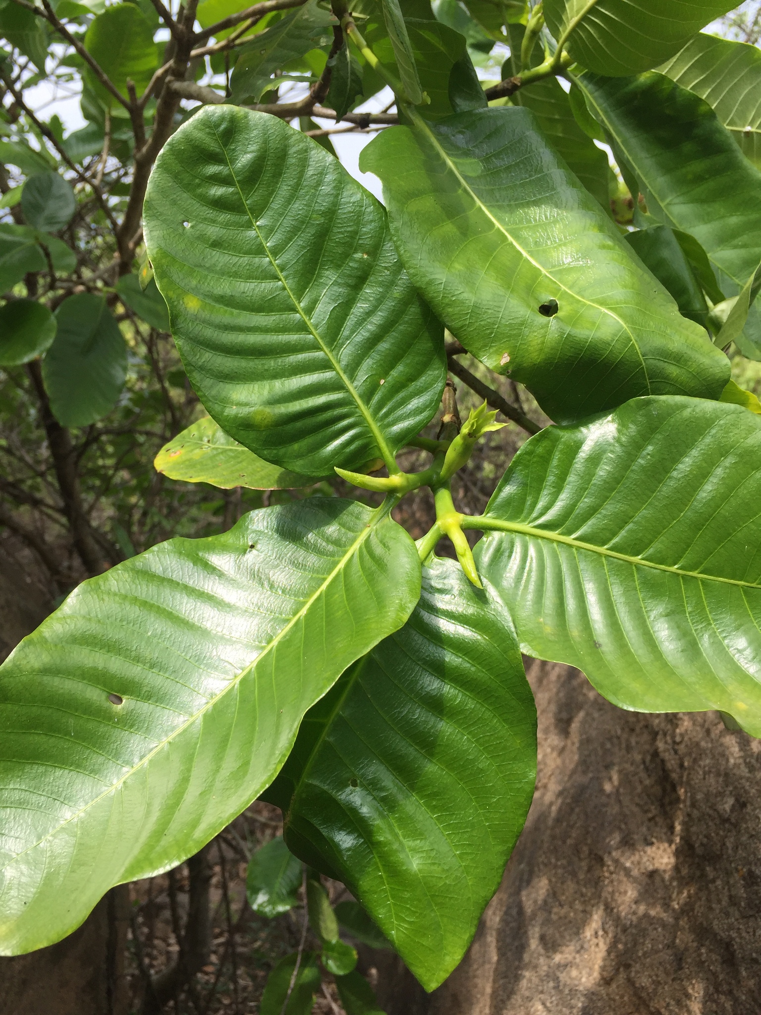 Gardenia gummifera L.f.