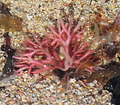 Galaxaura marginata