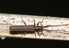 Pseudocalamobius japonicus