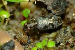 Scopodes fossulatus