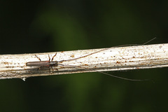 Pseudocalamobius japonicus