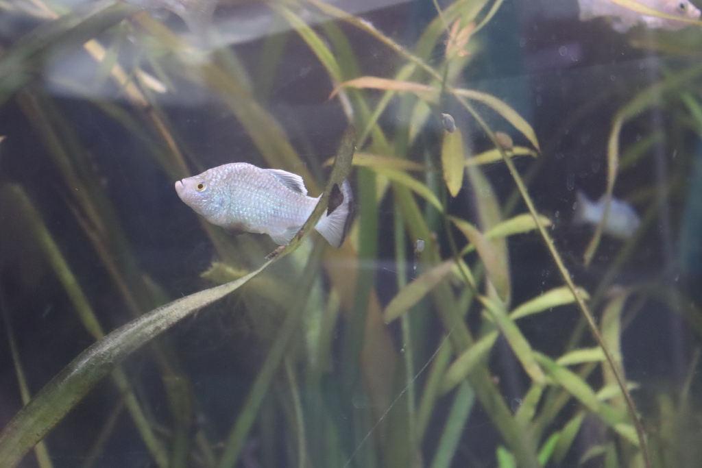 La Palma pupfish (Cyprinodon longidorsalis) — Cyprinodontidae