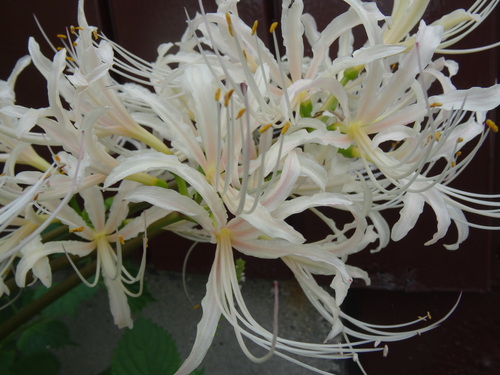 Lycoris.　1028 Lycoris-jinzheniae-Hazuki-