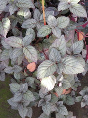 Hemigraphis alternata