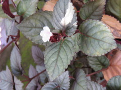 Hemigraphis alternata