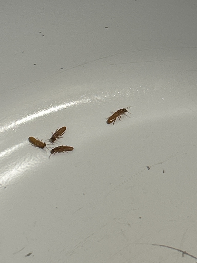 Formosan subterranean termite from Bullis Ave, Gulfport, MS, US on May