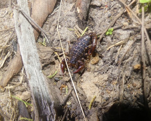 Photo of Forest Scorpion (Cercophonius squama)