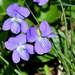 Eastern American Blue Violets - Photo (c) Craig K. Hunt, some rights reserved (CC BY-NC-ND), uploaded by Craig K. Hunt