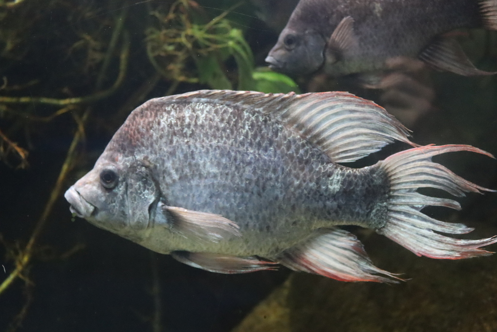Mangarahara Cichlid