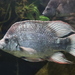 Mangarahara Cichlid - Photo (c) starnosemole, some rights reserved (CC BY-NC)