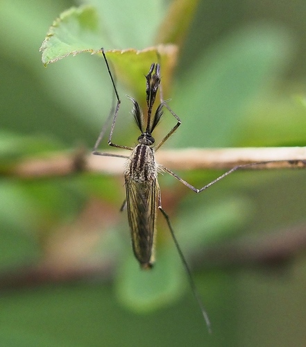 Aedes punctor photo 5