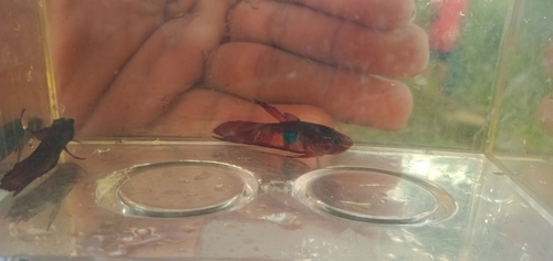 Wine-red betta (Betta coccina) — Osphronemidae — 3
