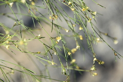 Secamone sparsiflora image