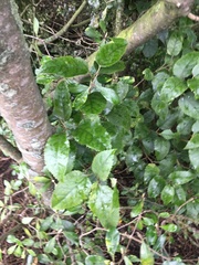 Pittosporum crassifolium