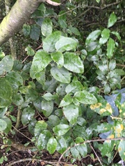Pittosporum crassifolium