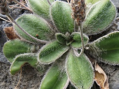 Plantago spathulata