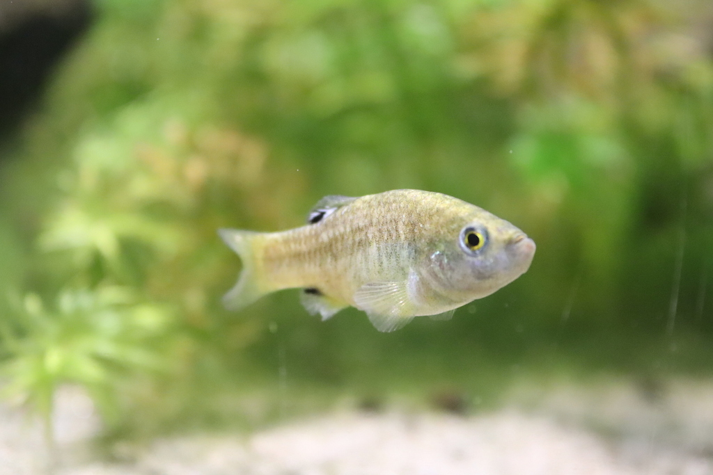 Potosi-tandkarper (Cyprinodon alvarezi) — Cyprinodontidae