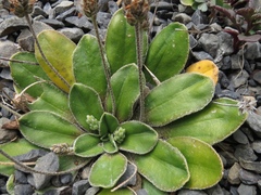 Plantago spathulata