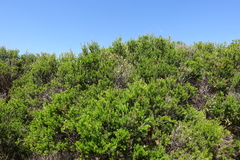 Melaleuca parvistaminea