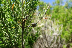 Melaleuca parvistaminea