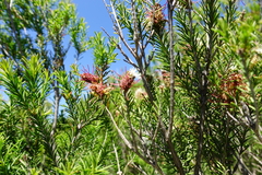 Melaleuca parvistaminea
