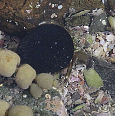 Pagurus novizealandiae