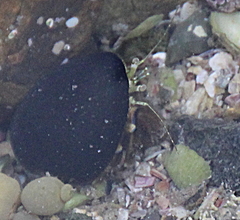 Pagurus novizealandiae