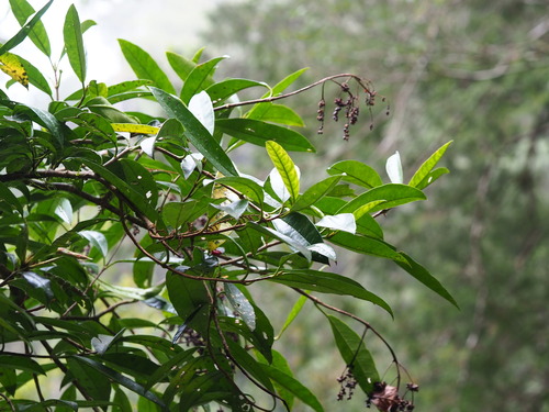 Hydrangea viburnoides, photograph 5