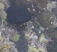 Pagurus novizealandiae