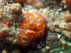 Styelidae
