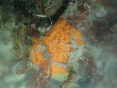 Styelidae