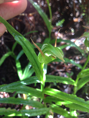 Pterostylis auriculata