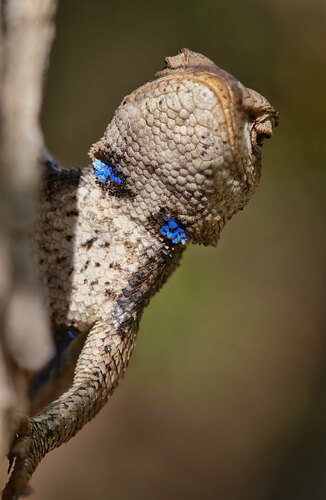 Prairie Lizard, Jefferson County, MO, USA, photo 7 of 10
