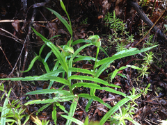 Pterostylis auriculata